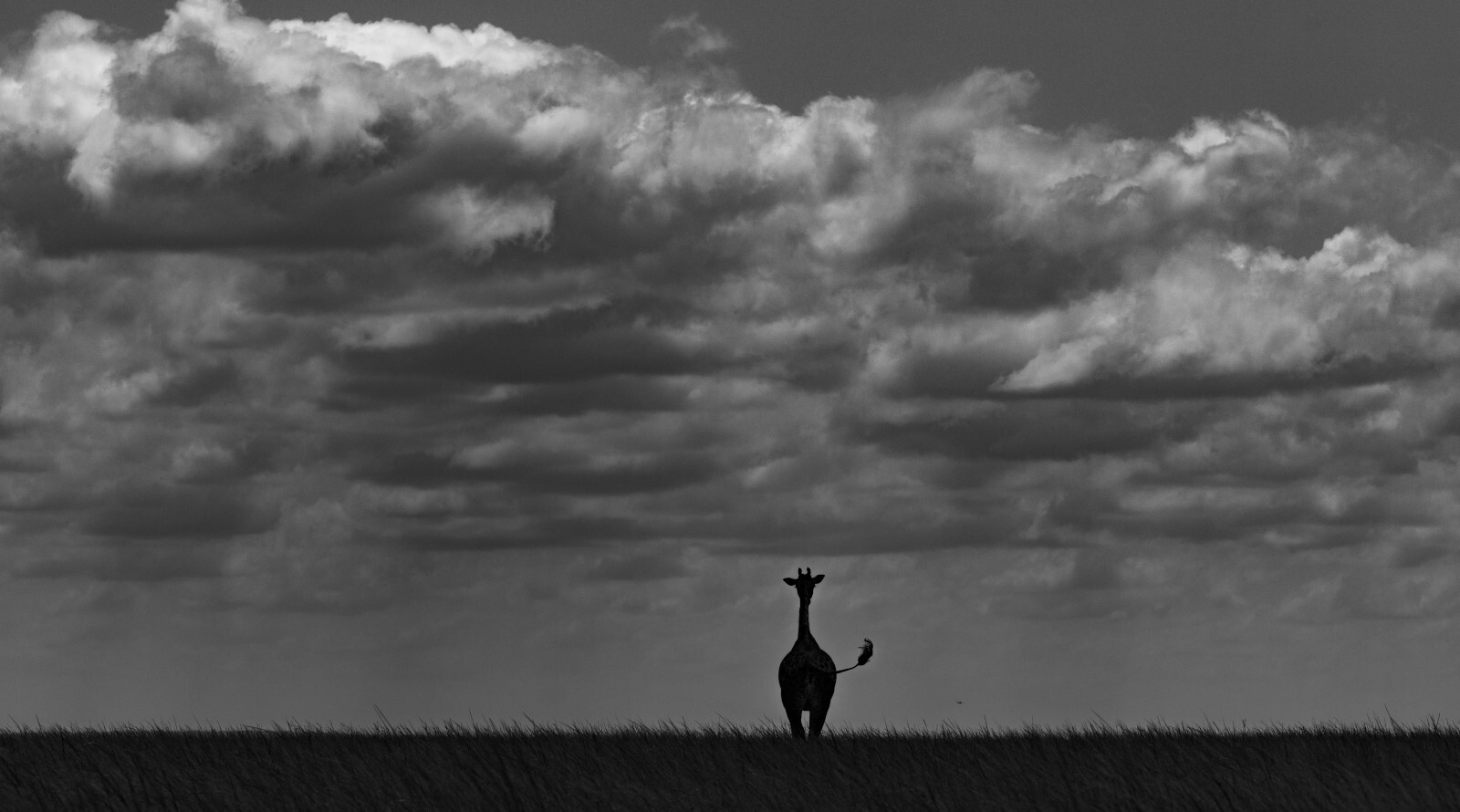 The Great Openness, Masai Mara, Kenya, May 2025