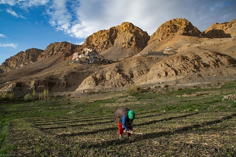 Pea Farming in Key Village