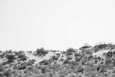 Rural Bikaner