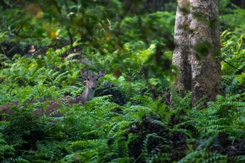 The Pilibhit forest