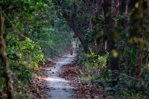 The Pilibhit forest