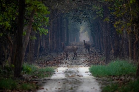 The Pilibhit forest