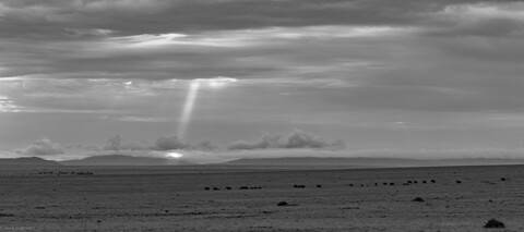 A herd of elephants crosses the Mara Masai Mara, Kenya, May 2025