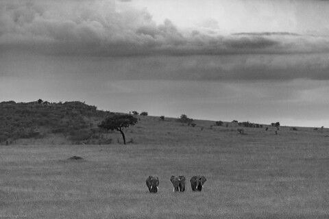 Three Friends Masai Mara, Kenya, May 2025