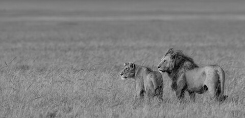 Hatari ! Masai Mara, Kenya, May 2025