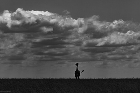 Africa Masai Mara, Kenya, May 2025