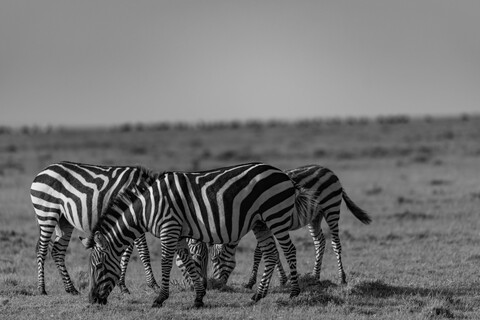 Three Friends Masai Mara, Kenya, May 2025