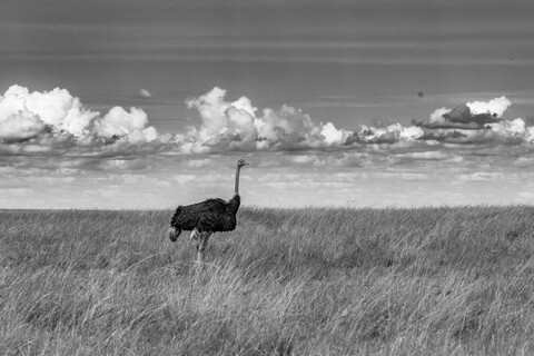 Ostrich Masai Mara, Kenya, May 2025
