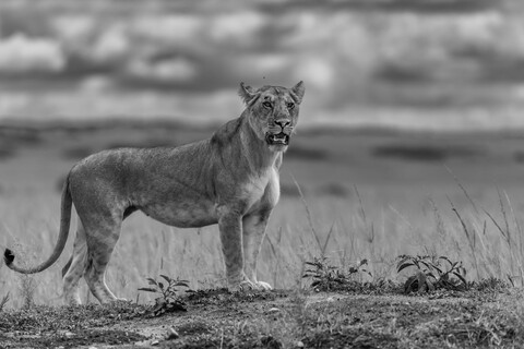 Watching Masai Mara, Kenya, May 2025