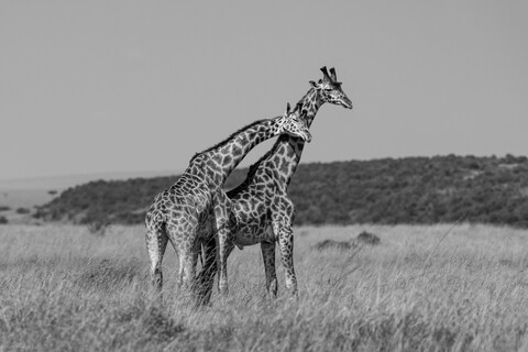 Two Friends Masai Mara, Kenya, May 2025