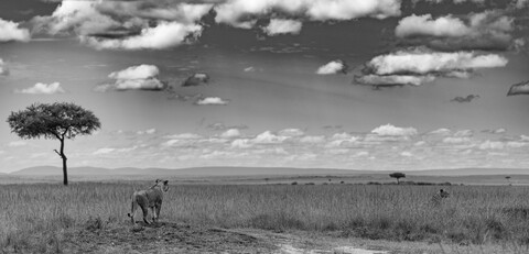 Where are They? Masai Mara, Kenya, May 2025