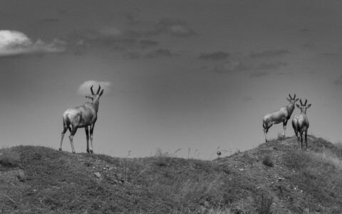 Topi antelope Masai Mara, Kenya, May 2025