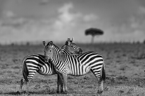 Two Friends Masai Mara, Kenya, May 2025