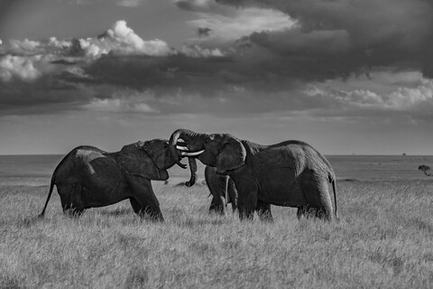 Friendly banter Masai Mara, Kenya, May 2025