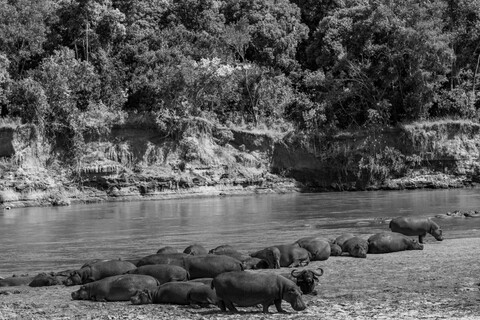 Hippo Masai Mara, Kenya, May 2025