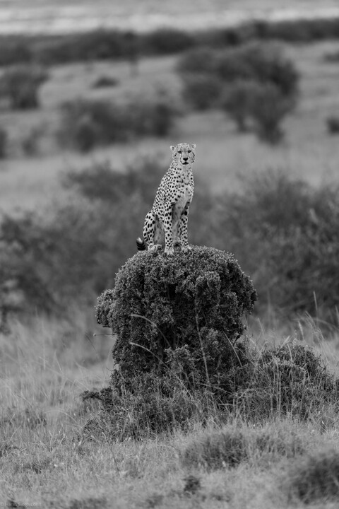 Lookout on a Cadenia bush Masai Mara, Kenya, May 2025