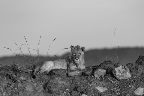 Sleepy Masai Mara, Kenya, May 2025