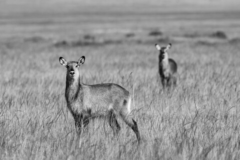 Alert Masai Mara, Kenya, May 2025