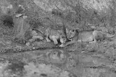 Sisters Masai Mara, Kenya, May 2025