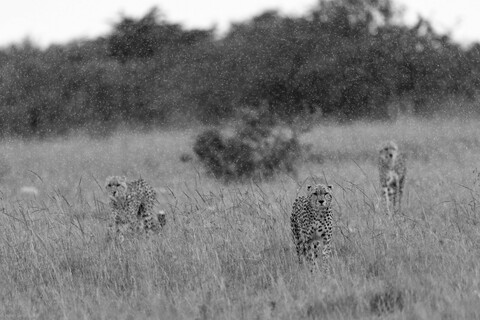 Three Sisters Masai Mara, Kenya, May 2025