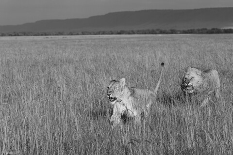 The Pursuit Masai Mara, Kenya, May 2025