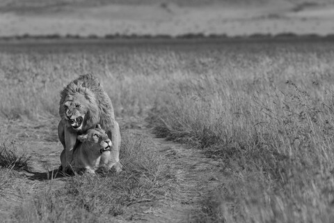 The Passion Masai Mara, Kenya, May 2025