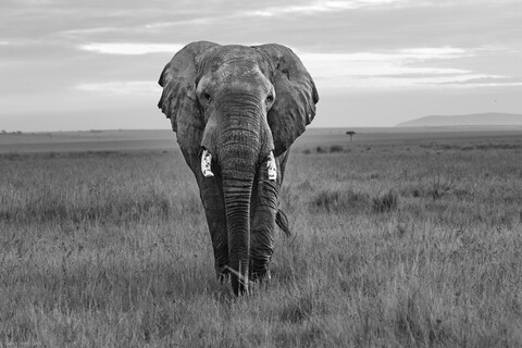 Majestic Bull Elephant Masai Mara, Kenya, May 2025