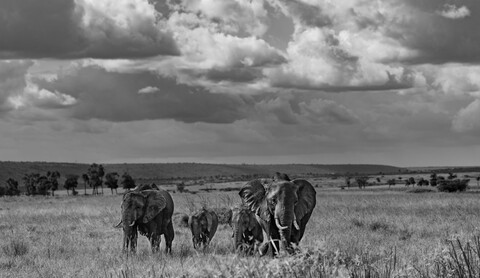 Family Masai Mara, Kenya, May 2025