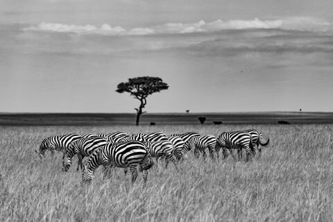 Formation Masai Mara, Kenya, May 2025