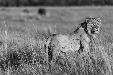 The Lion King Masai Mara, Kenya, May 2025