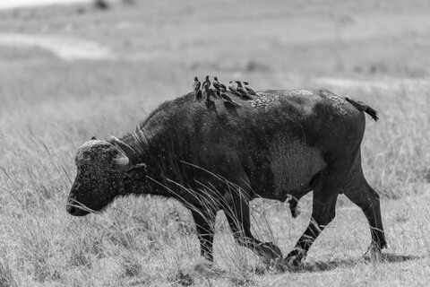 Co-existence Masai Mara, Kenya, May 2025