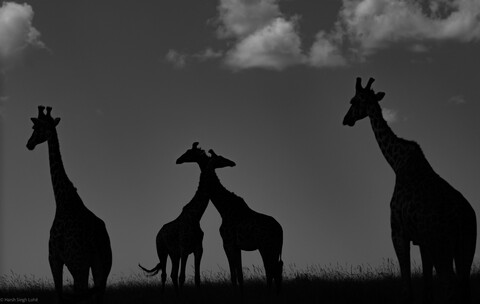 Four by Two Masai Mara, Kenya, May 2025