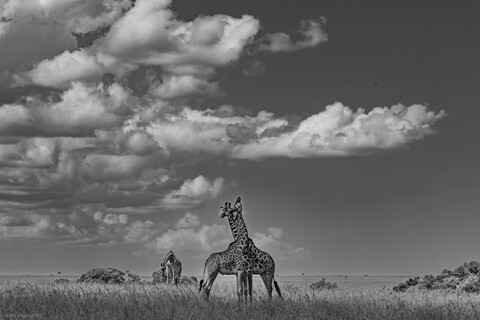 Two Friends Masai Mara, Kenya, May 2025