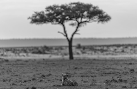 Hyena Masai Mara, Kenya, May 2025