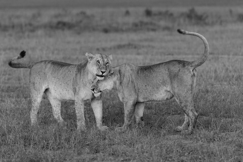 Sisters Masai Mara, Kenya, May 2025