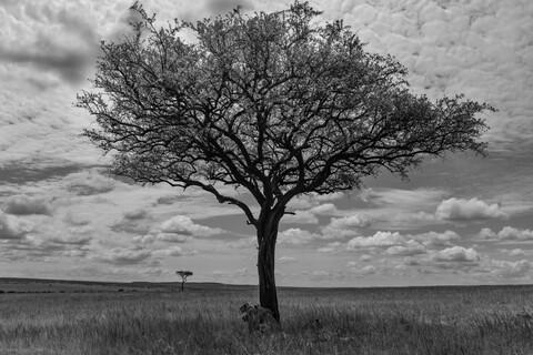 A Pride Watches Masai Mara, Kenya, May 2025