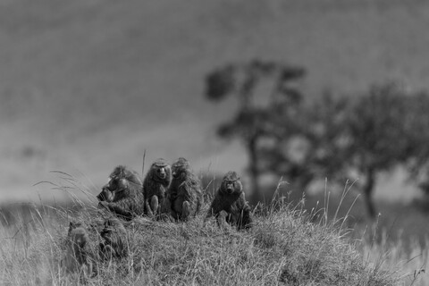 Baboons Masai Mara, Kenya, May 2025