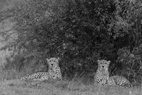 Siblings Masai Mara, Kenya, May 2025