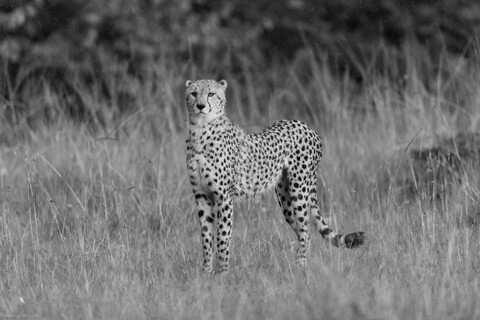 Alert Masai Mara, Kenya, May 2025