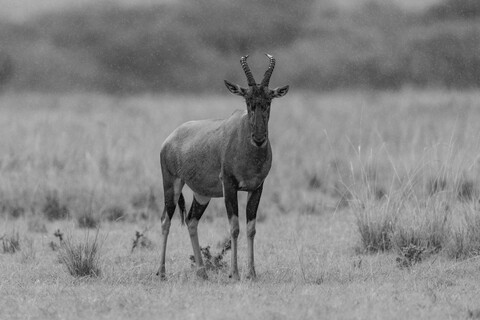 Topi Masai Mara, Kenya, May 2025