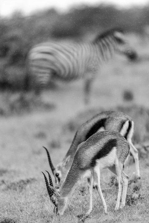 Thomson's Gazelles Masai Mara, Kenya, May 2025