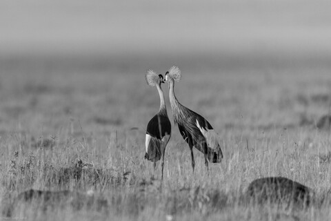 Cranes in Love Masai Mara, Kenya, May 2025