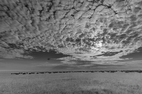 Buffalo Herd Masai Mara, Kenya, May 2025