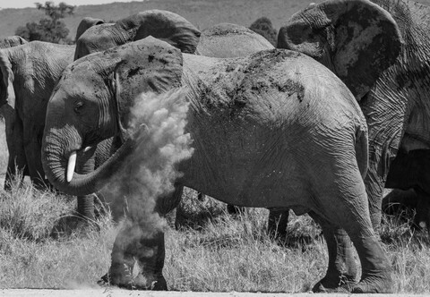 Dust bath Masai Mara, Kenya, May 2025