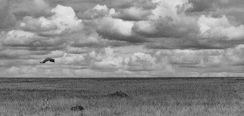 Vulture, Lioness & the Kill Masai Mara, Kenya, May 2025