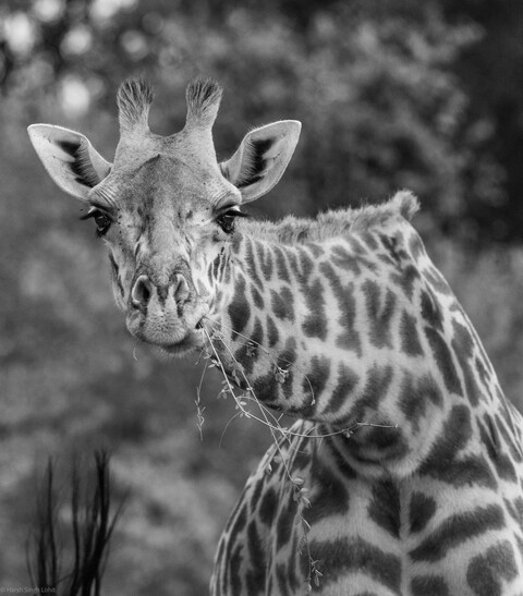 Hello ! Masai Mara, Kenya, May 2025