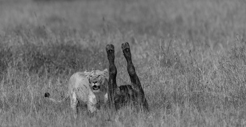 Hunted Masai Mara, Kenya, May 2025