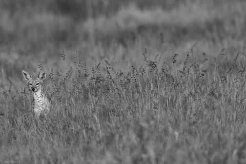 Foxy lady Masai Mara, Kenya, May 2025