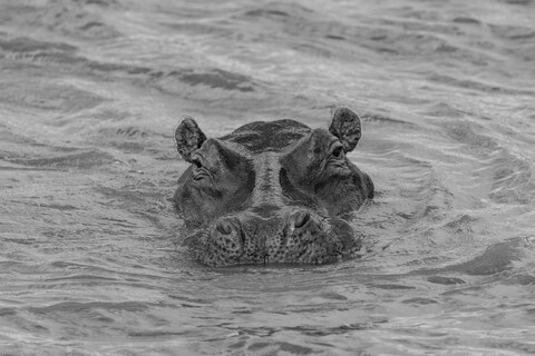 Ugh Masai Mara, Kenya, May 2025