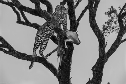 Leopard Eyes Masai Mara, Kenya, May 2025